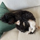 dog spooning cat portal