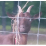 $RUBY - Ruby the Goat