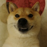 KABO - CHAN | DOGE'S NAME
