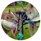 $KOUTA - Doge's Best Friend | Portal