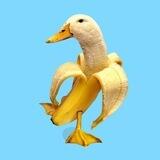 $Buck - Banana Duck Portal
