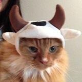 bullish CTO (portal)