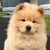 CHOW BNB PORTAL 松狮犬