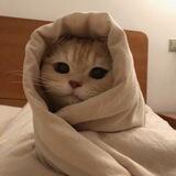 Good Morning! $GM (☀️, 🐱)
