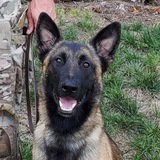 K9ROCKY CTO PORTAL