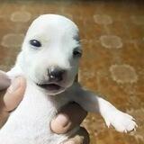 Poly the Puppy portal