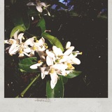 Let me hold your heart like a flower.