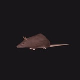 Spinning Rat
