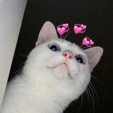 Luv Portal 💕