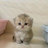 mao cat
