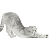 YOGA CAT - PORTAL