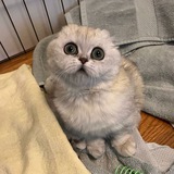 $MOCHI Portal