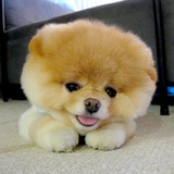 $BOO World’s Cutest Dog
