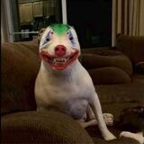 Dogtard cto