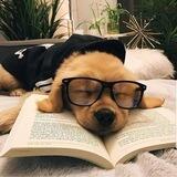 Study Portal