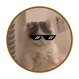 Michi $MICHI Official