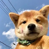 阿旺苹果id游戏代充