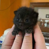 $ITTY BITTY KITTY | CTO