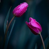 روزمرگی های مژده