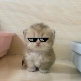 mao cat