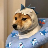 shark inu community