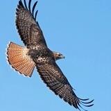 HAWK /ELON's TWEET