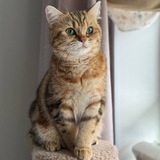 britishcatsclub