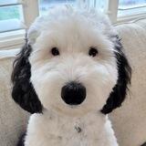 Snoopy Portal
