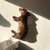 Groundhog dog portal