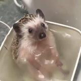 $PIP PORTAL 🦔