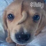 $TAILY