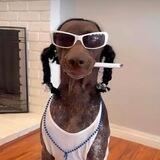 SNOOP PORTAL