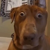$DAMN Dog