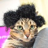 WigCat Community