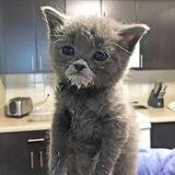 $milk | cat wif mustache CTO