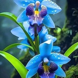 Orxideya 🌺