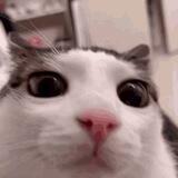Залежи котия