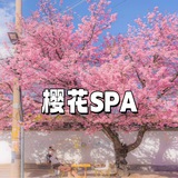 广州天河梅花园樱花抓龙筋🌸