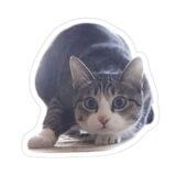 wiggle cat cto