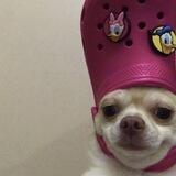 $CROC