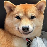 Maru Inu Portal