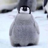 $PENGU CTO