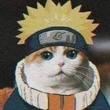 Naruto Cat • CTO