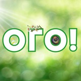 ОГО! Свежак