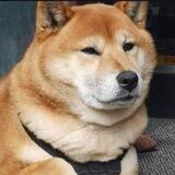 ICHIGO -DOGE’S BLOOD SISTER