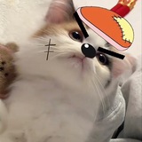 桔猫微信贩卖