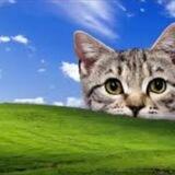 Windows Cat CTO