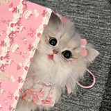 miaw. 🐈