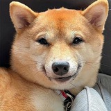 Maru Inu Shiba Inu’s sister portal