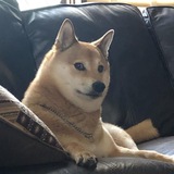 $SUKI the new DOGE